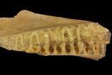 Fossil Triceratops Jaw Section With Teeth - South Dakota #143931-2